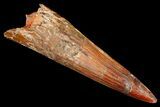 Bargain, Spinosaurus Tooth - Composite Dinosaur Tooth #178553-1